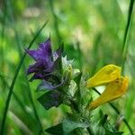 Melampyrum nemorosum Květ