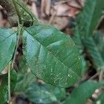 Gnetum africanum Blad