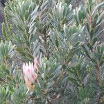 Protea repens Foglia