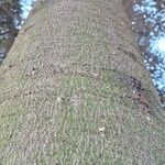 Abies grandis Rinde