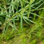 Euthamia graminifolia Leaf