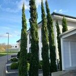 Cupressus sempervirens عادت