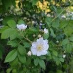 Rosa multifloraFlower