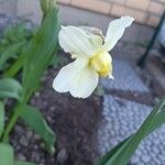 Narcissus × incomparabilis Flower