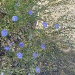 Linum austriacum Агульны выгляд