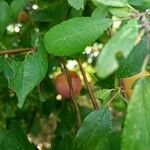 Prunus spinosa Fruit