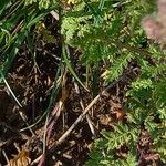 Phacelia tanacetifolia 叶