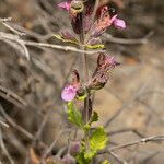 Teucrium divaricatum Kukka