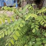 Robinia pseudoacacia Folio