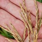 Bromus inermis Fruit