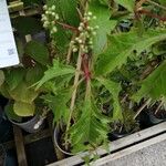 Parthenocissus quinquefolia Лист