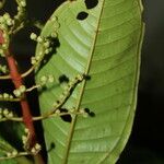 Miconia trinervia Hoja