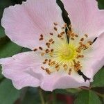 Rosa micrantha Квітка