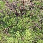 Mimosa tenuiflora List