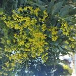 Koelreuteria paniculata 花