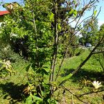Magnolia tripetala Costuma