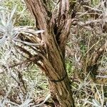 Artemisia cana Kůra