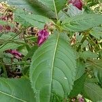 Impatiens glandulifera पत्ता