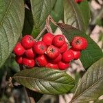 Cotoneaster frigidus Gyümölcs