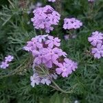 Verbena bipinnatifida Цвят