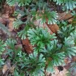 Selaginella tamariscina Frunză