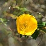 Hypericum lanceolatum Цветок