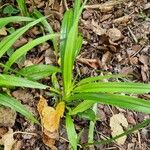 Carex sylvatica Fruit