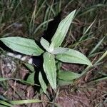 Silene noctiflora 葉