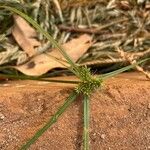 Cyperus aggregatusBlad