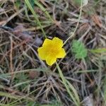 Helianthemum nummularium Flower