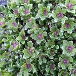 Saxifraga adscendens Other