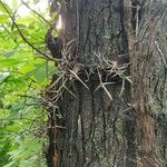 Gleditsia triacanthosBark