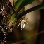 Jumellea triquetra പുഷ്പം
