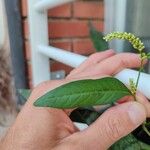 Persicaria lapathifoliaFolha