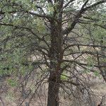 Quercus emoryi Habitat