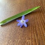 Scilla forbesii फूल
