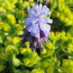 Muscari latifolium Flor