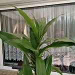 Dracaena fragransЛист