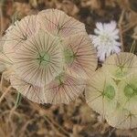 Lomelosia stellata Mbuma