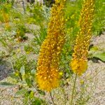 Eremurus stenophyllus Flower