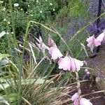 Dierama pulcherrimum Flower