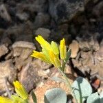 Physaria acutifolia Flower