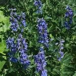 Delphinium dubiumЦветок