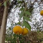 Eugenia pyriformis फल