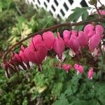 Dicentra formosa 花