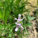 Justicia americana Blomma