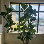 Ficus lyrata Облик