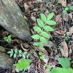 Polemonium pulcherrimum Leaf