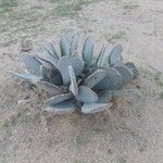 Opuntia basilaris 整株植物