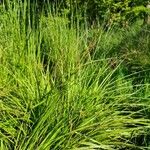 Carex elongata Habitat